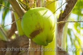 Poudre d'eau de coco de haute qualité - Product Image 5