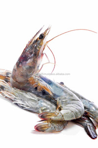 Bioculaire ouvre-sol et eau directe pour les crevettes, produit cosmétique, santé aquatiques - Product Image 5