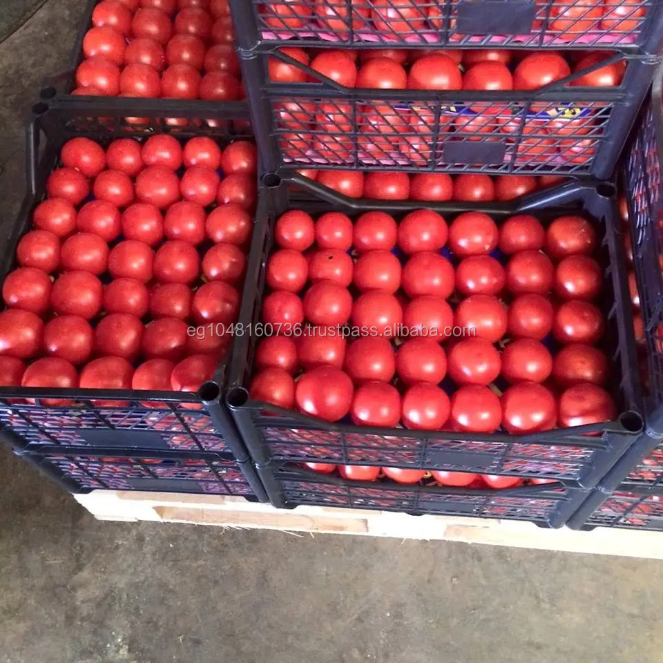 Pomodoro fresco a Basso prezzo da un esperto esportatore