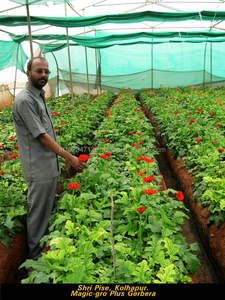 Producto Orgánico para Mejorar el Suelo para la Agricultura a Bajo Precio de Mercado - Product Image 5