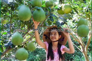 Pomelo Verde Orgánico Fresco, Tipo de Cultivo de Pomelo Orgánico - Product Image 5
