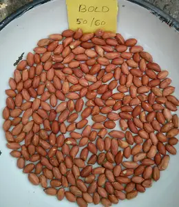 Bold Peanut 50/60 by Verified Supplier