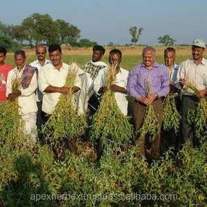 Organic Ashwagandha Root Withania Somnifera ROOT <b>POWDER</b> - Product Image 5