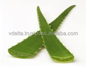 Aloe Vera/hoja de Aloe Vera, material sin procesar, 84338820462 - Product Image 4