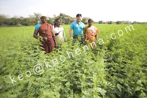 Teinture capillaire en poudre d'indigo biologique de qualité supérieure, best-seller, facile à colorer, semi-permanente, certifiée GMP, halal, MSDS, sans ammoniaque - Product Image 3