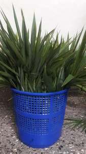 Extrait de thé vert de feuille de bambou frais de qualité supérieure extrait de solvant SUSIBAL de qualité alimentaire emballé sous vide pour les variétés de thé - Product Image 2