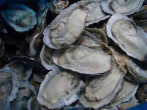 Vỏ Chất Lượng Cao Nhật Bản Bao Bì Theo Phong Cách Số Lượng Lớn Tính Năng Kệ Xuất Xứ Đầy Đủ Cuộc Sống Đa Dạng Đông Lạnh Nguyên Oyster <span class=keywords><strong>Half</strong></span>-<span class=keywords><strong>Shell</strong></span> - Product Image 5