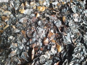 Coque à noix de cahe du vietnam, pour le chauffage, combustion - Product Image 2