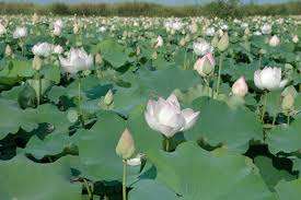 Fleurs et plantes décoratives Fresh Lotus en rose et blanc - Product Image 5