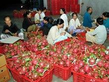 <b>Dragon</b> <b>Fruit</b> Original Vietnam - Product Image 4