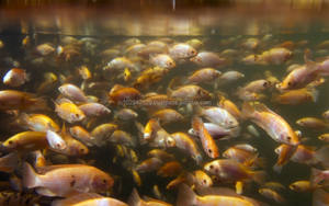 Probióticos Beneficiosos para Alevines de Tilapia y Cultivo Acuícola - Product Image 2