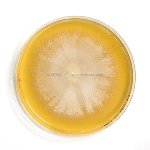 Produit écologique pour fosse septique et champs de drainage - Product Image 6