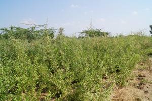 Exportador y proveedor certificado de Ecocert Sojat de polvo de Henna neutro incoloro de alta calidad para el color del cabello Fabricante directo - Product Image 2