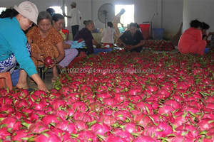 Vietnam Verse Dragon Fruit Pitaya Groothandel Voor Rood/Wit Dragon Fruit Hoge Kwaliteit Bevroren Pitaya Uit Vietnam Beste Prijs
