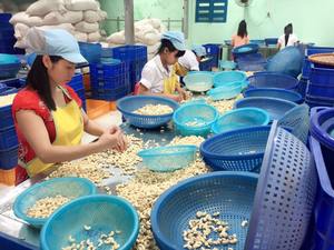 เมล็ดมะม่วงหิมพานต์เวียดนาม WW240/ WW320/ WW450/LP/WS/... - Product Image 6