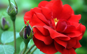 Attar Gulab (Rose) สำหรับความตึงเครียดประสาท,ปวดหัว,บรรเทาช็อก,ใจสั่น,การไหลเวียนไม่ดี,คลื่นไส้ฯลฯ - Product Image 5