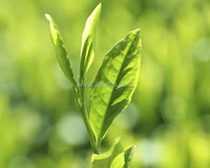 ธรรมชาติและมีคุณภาพสูงและอินทรีย์ Matcha ทำในประเทศญี่ปุ่น - Product Image 5