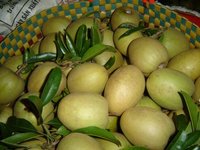 Buah Sapodilla / Sapota Segar - Vietnam Camilan Lezat - Makanan Penutup Tropis