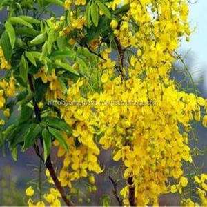 Cassia Angustifoliaエキス有機ハーブセンナリーフエキス6%-8% センノサイドA + B/ <span class=keywords><strong>20%</strong></span> センノサイドB - Product Image 2
