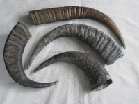 Rouleaux de corne de buffle et de vache sculptés écologiques pour manches de couteaux et de tampons, pointes de corne animale 100 % naturelles