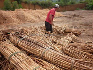 Material de caña de ratán crudo de la mejor calidad, producto agrícola de caña de ratán de grado para muebles, marca EUTECH Vietnam - Product Image 3