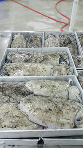 Origem Natural Bleached <span class=keywords><strong>White</strong></span> Cuttlefish Powder Fresco Seco Todo Estilo com Prateleira Congelada Peso Caixa Embalagem Saco Características - Product Image 2