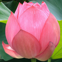 Bunga & tanaman hias Lotus segar, bunga dan tanaman dalam warna merah muda dan putih