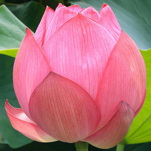 Fleurs et plantes décoratives Fresh Lotus en rose et blanc - Product Image 3