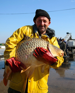 Tillapia poissons, réflexe automobile