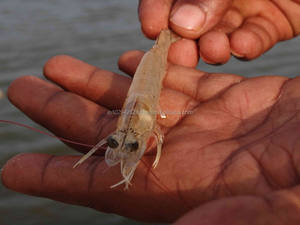 Animal <b>Feed</b> Grade Probiotics Additives in Powder Form <b>Enzyme</b> Methionine Preservative for Shrimp with Intestinal Problems - Product Image 2