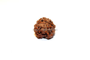 3 Mukhi Rudraksha Bead Nepal NP Origin Evaluación de terceros por Rudra Gems Brown - Product Image 4