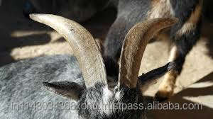 Cuerno de oveja pulido de la mejor calidad 100%, color natural, ecológico, duradero, cuerno decorativo para el hogar en venta de Crafts Galore - Product Image 4