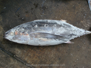 Precooked <span class=keywords><strong>Kosher</strong></span> <span class=keywords><strong>Seafood</strong></span> Purse Floco Skipjack inteiro Atum enlatado Max Mercury Pesca chumbo sem glúten embalagem água-preservada