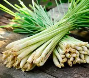 Organic Lemongrass - Cymbopogon citratus