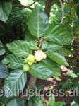 ผลไม้โนนิ (Morinda Citrifolia) คุณภาพพรีเมียม อบแห้งตามธรรมชาติ ปราศจากสารกำจัดศัตรูพืช Apex India - Product Image 4