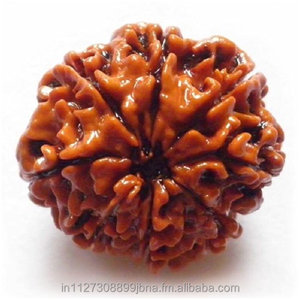8 mukhi/Mặt rudraksha hạt lỏng bên thứ ba thẩm định trong; 10122740 Nâu - Product Image 1