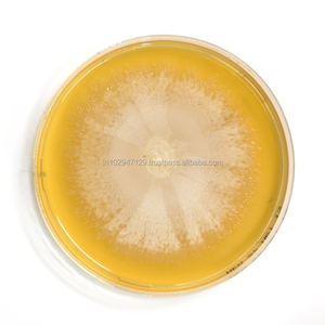 Producto biológico eficaz para el tratamiento de fosas sépticas - Product Image 6