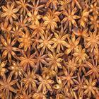 Nouvelle récolte de haute qualité des épices de printemps de l'anis étoilé de Phalco JSC Vietnam séchées et mélangées à un prix compétitif - Product Image 4