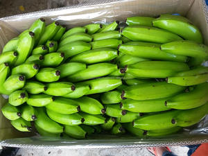 FRESH CAVENDISH BANANA Vietnam 2024 - Product Image 2