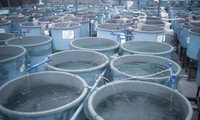 Organica Biotech fournit un produit biotechnologique de premier plan en tant que probiotiques pour les crevettes