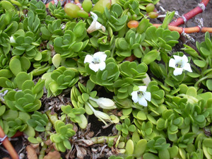 Bacopa Monnieri พืชทั้งต้น Bacopa Jal Brahmi Bramhi Herb - Product Image 4
