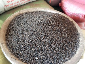 พริกไทยดำเวียดนามขายดี คุณภาพสูง เครื่องเทศรสเข้มข้น อบแห้ง ราคาส่ง - Product Image 4