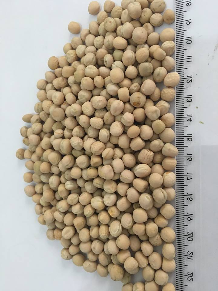 Kabuli Chana, Kabuli Chickpeas, Indian Milky White Chickpeas