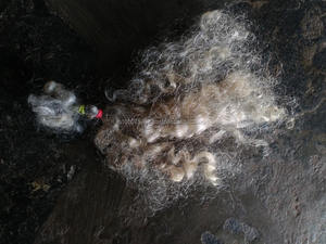 ผมอินเดียสีเทาบริสุทธิ์ (ไม่ผ่านการแปรรูป) ความยาว 22 นิ้ว น้ำหนัก 100 กรัม/113.5 กรัม - Product Image 3