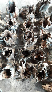 รากต้นดริฟท์วูดตู้ปลาประเทศไทย - Product Image 4