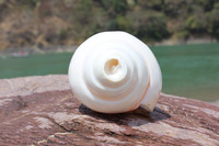 Coquille de conque blanche naturelle Shankha, écologique, polie, pour rituels hindous, Puja, autel, décoration spirituelle pour la maison, vente en gros