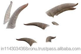 Cuerno de oveja pulido de la mejor calidad 100%, color natural, ecológico, duradero, cuerno decorativo para el hogar en venta de Crafts Galore - Product Image 5