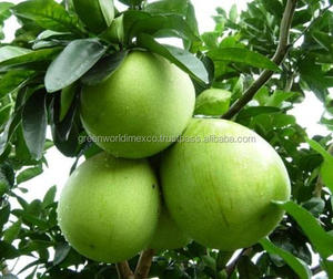 מתוק טרי פומלו מווייטנאם - Product Image 2