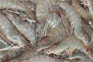 Probióticos para Camarones Vannamei en Vietnam y Filipinas - Product Image 4