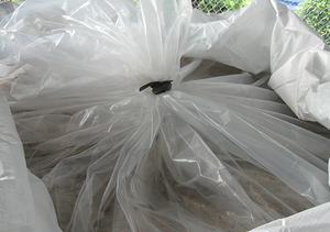 หญ้าหมักสับปะรดสำหรับอาหารสัตว์ - Product Image 3